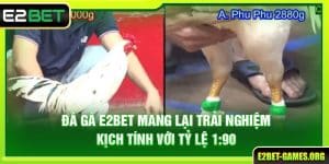 Đá Gà E2BET Mang Lại Trải Nghiệm Kịch Tính Với Tỷ Lệ 1:90